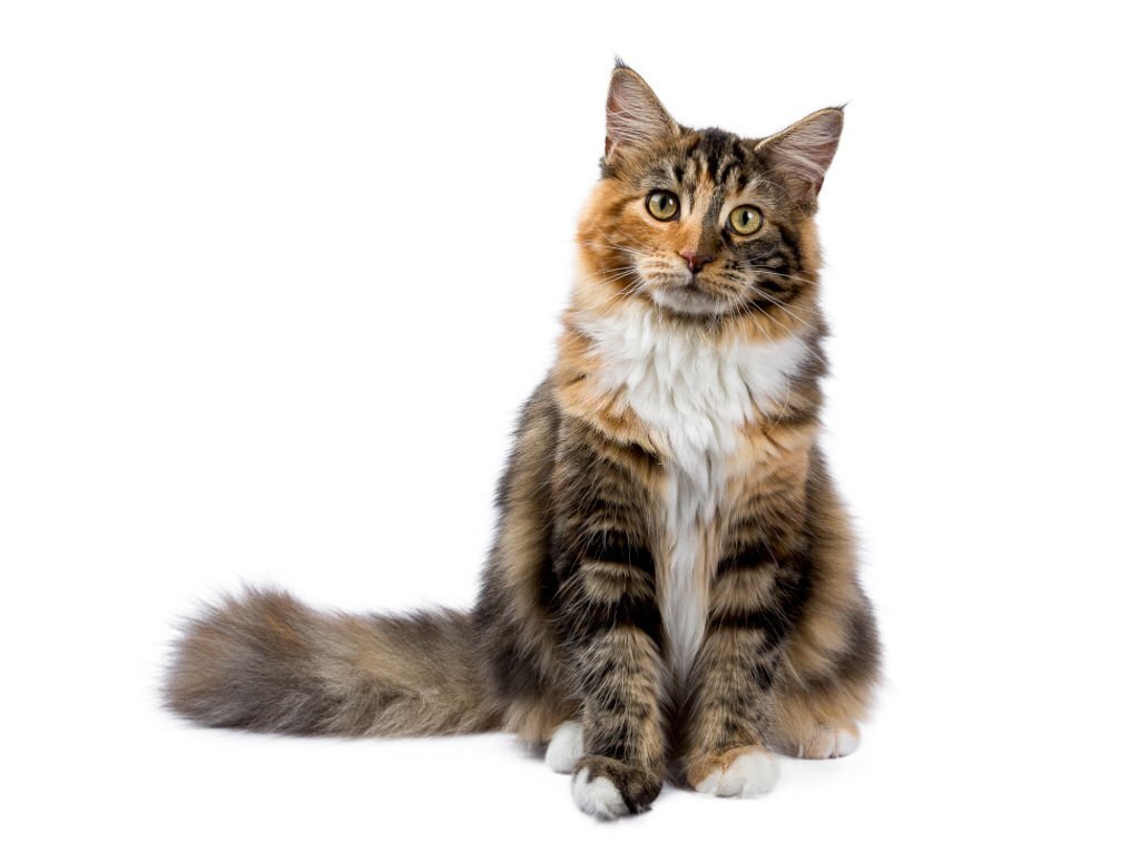 Maine Coon cats for sale