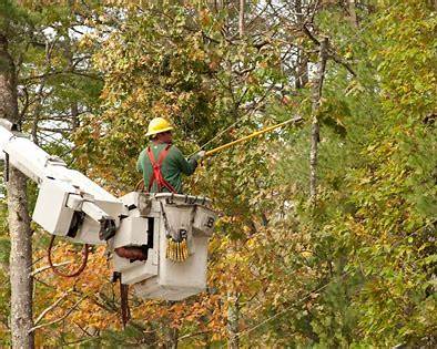 stump removal services