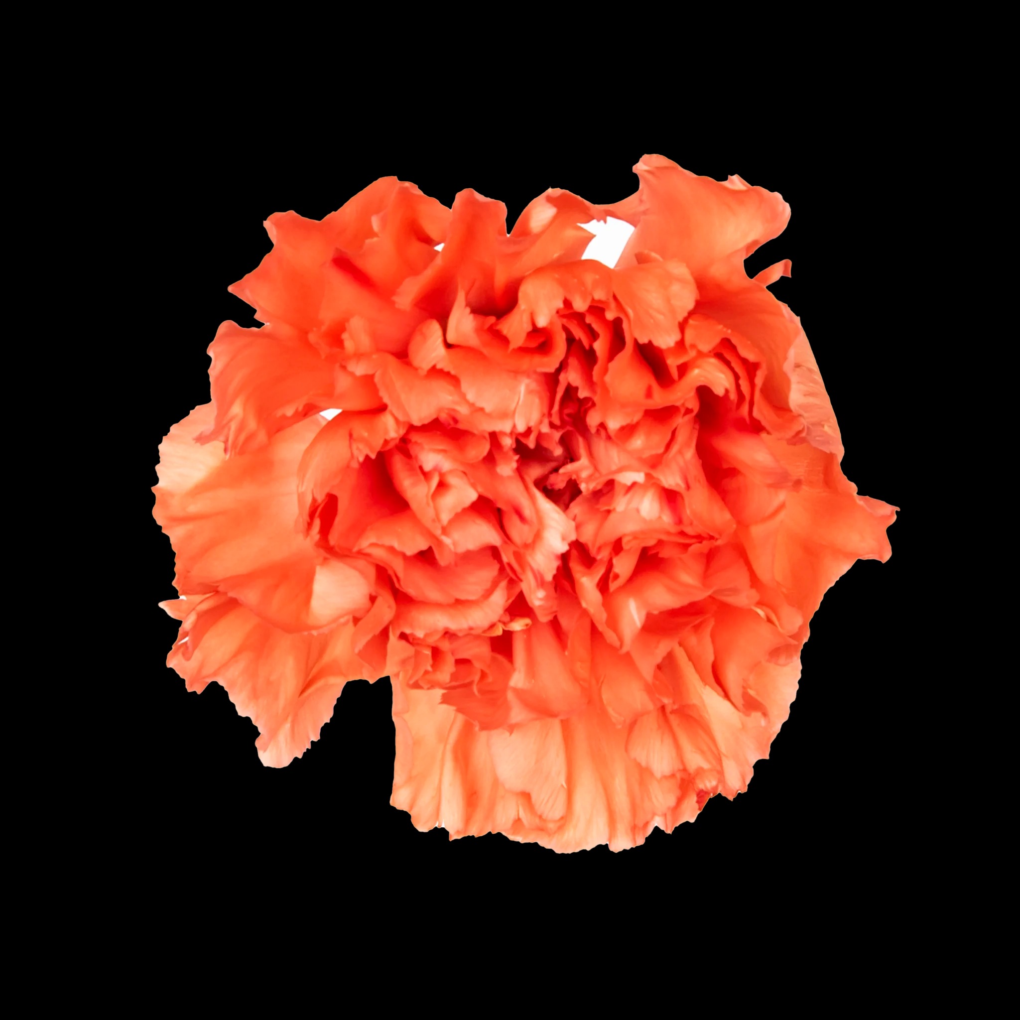 wholesale carnations